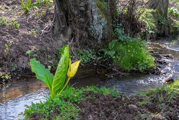 Fototapeta Yellow flower of Lysichiton americanus or western skunk cabbage on the bank of a stream in spring.