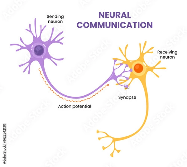 Fototapeta Vector illustration of neural communication and synaptic connections 