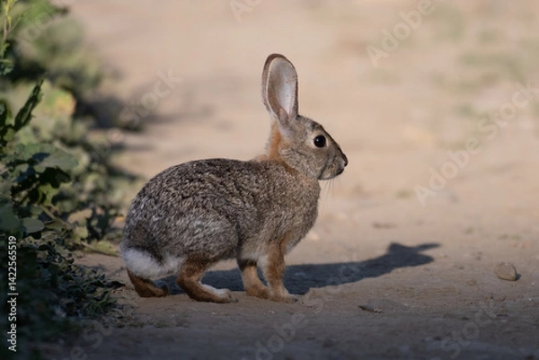 Fototapeta Cotton Tail Rabbit casts a shadow on the hiking trail with an alert eye out for danger