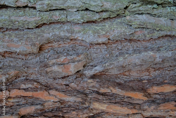 Fototapeta The bark of a pine tree. Macro background.