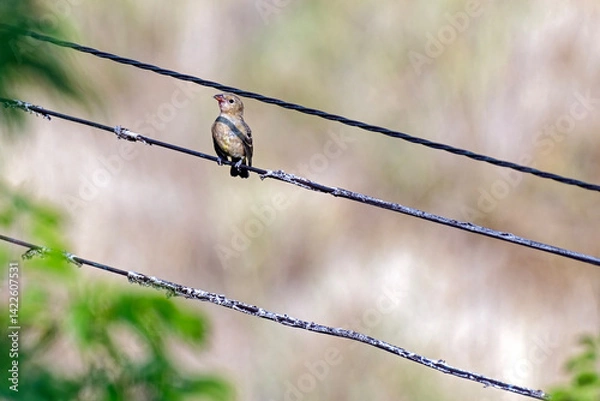 Obraz A Western Kingbird with a bug in its beak perched on a wire in Spences Bridge, British Columbia, Canada