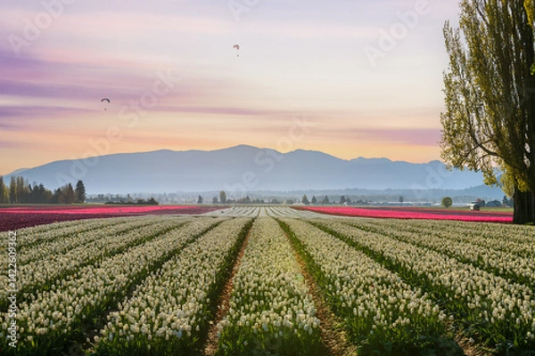 Obraz Paragliders fly over the colorful tulip fields during a beautiful sunrise in the Skagit Valley. A perfect day to fly with little wind and unlimited visibility and endless views of the farm fields. 