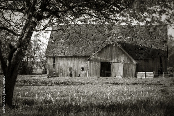 Fototapeta Monochromatic view of an abandoned wooden barn in bad condition situated in a farm field. Located in the fertile Skagit Valley this barn was built in 1908 but is now in disrepair.