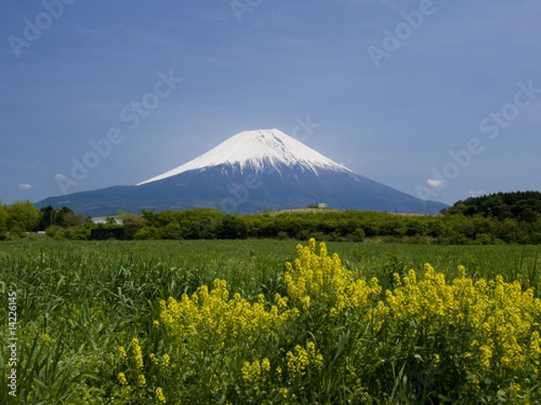 Obraz 富士山と菜の花