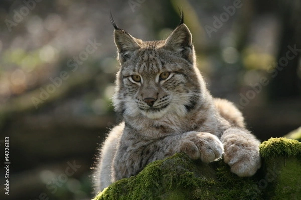 Obraz Luchs Portrait