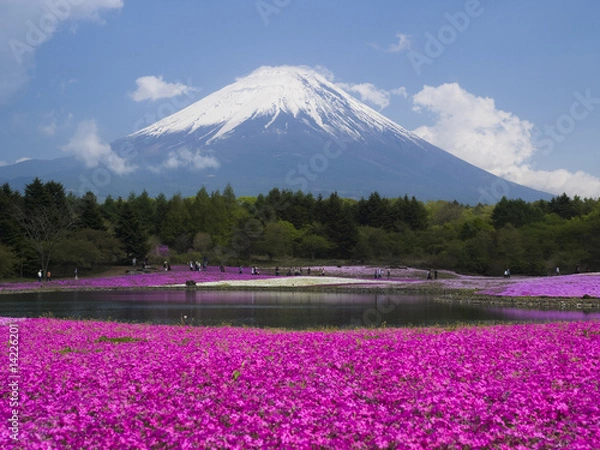Obraz 富士山と芝桜