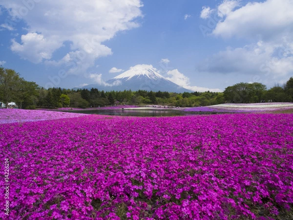 Obraz 富士山と芝桜