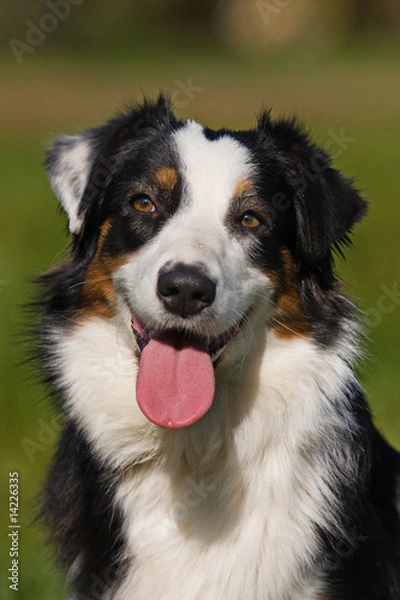 Obraz Australian Shepherd dog in outdoor setting