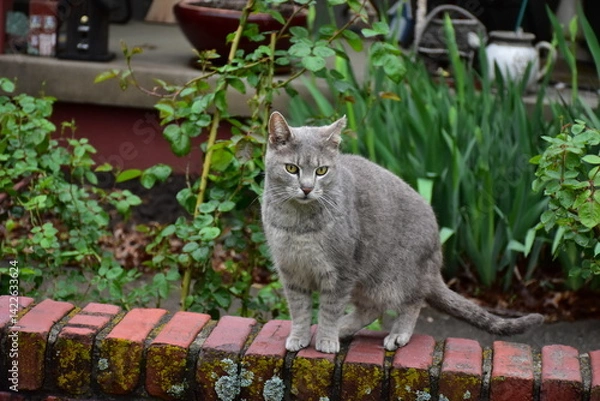 Fototapeta Gray Cat on Brick Wall in Courtyard Garden