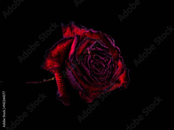 Obraz Red rose on black background