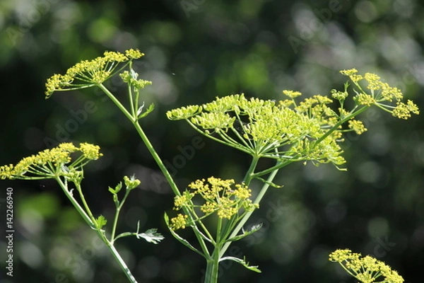 Obraz Yellow head Wild Parsnip (Pastinaca sativa) weed in poisonous stage growing in a conservation area in S.E.Ontario.  



