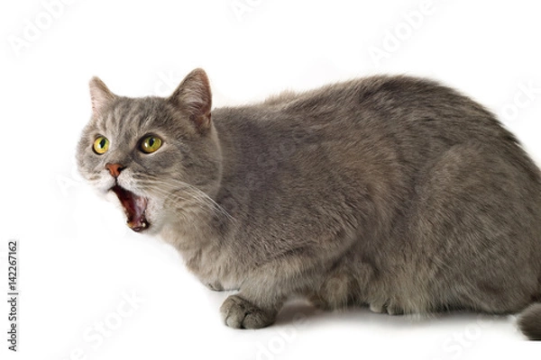 Fototapeta Gray cat on a white background with an open mouth