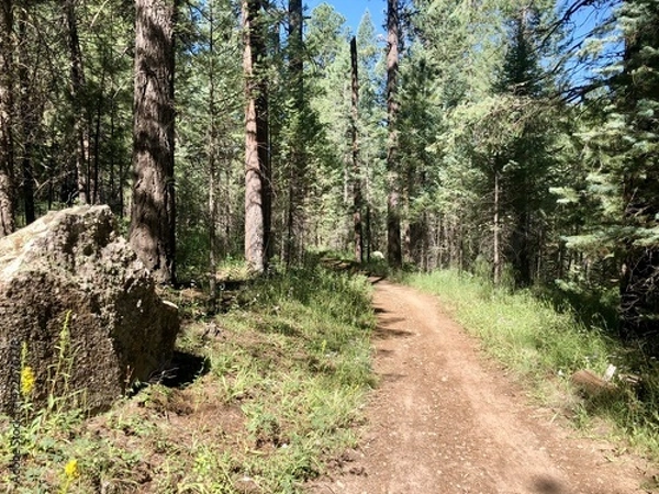 Obraz path in the woods