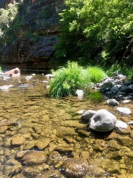 Obraz river in the forest