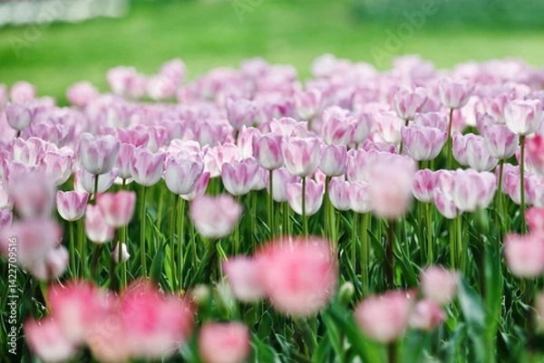 Obraz 春風に揺れる満開のチューリップ