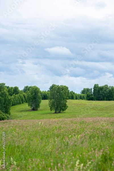 Obraz Green summer field. Summer landscape.