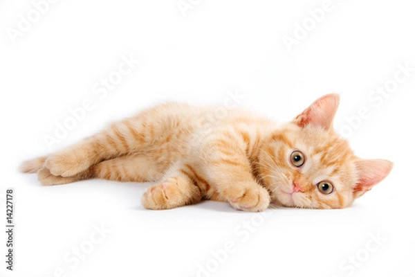 Fototapeta Little kitten on white background