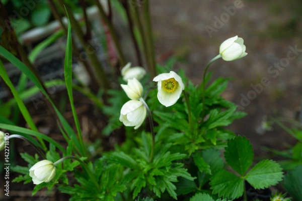Obraz Blooming white Helleborus in the garden. Selective focus. Shallow depth of field.