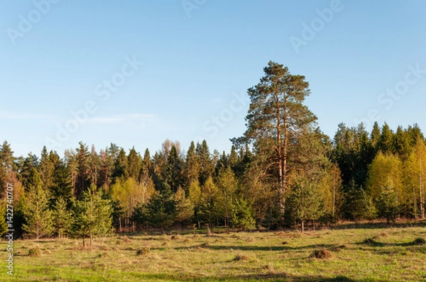 Obraz Clearing in forest, tall pine tree on the edge of a young forest, spring sunset