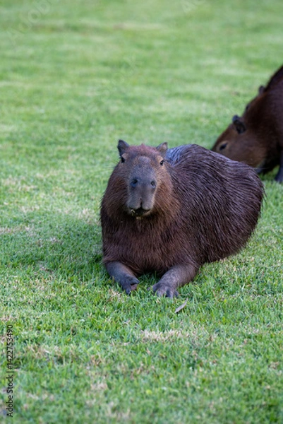 Obraz Capybaras in the park