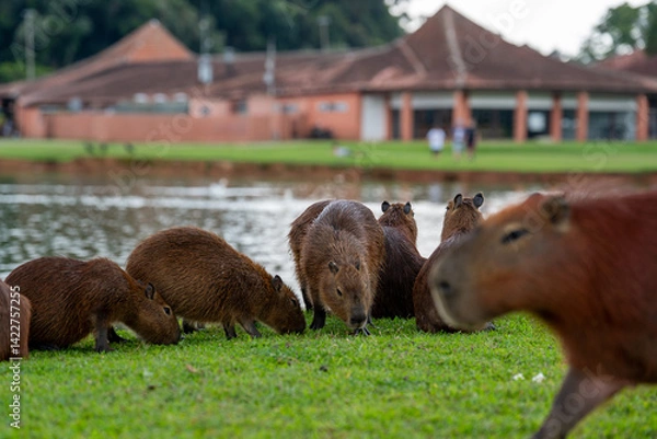 Obraz Capybaras in the park