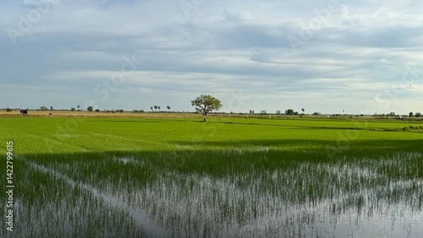 Fototapeta rice field in thailand,Clear blue sky white cloud at Rower’s Bay Park. It features a boardwalk that brings visitors closer to the water, a lookout pavilion, swales and a wetland,farm,cornfield,