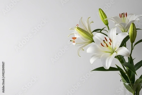 Fototapeta White lilies, elegant floral arrangement, casting a tranquil ambiance on a subtle cream background, Serene composition of beautiful white lilies with delicate shadows
