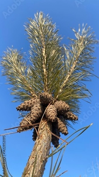 Fototapeta Seed cones on a pine tree