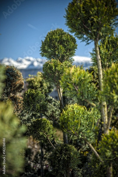 Obraz arbustes de jardin