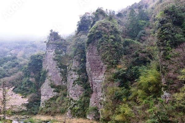 Fototapeta 豊後高田の桜と柳