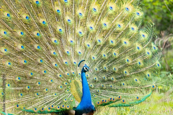Fototapeta Indian Male Peacock