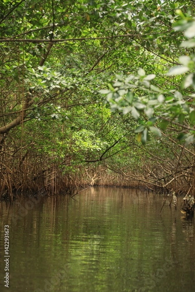 Obraz mangroves