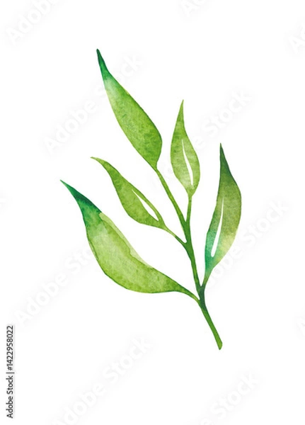 Obraz Tea leaves watercolor as design element. Green tea branch in hand drawn watercolor style. Tea background for paper, textile and wrapping