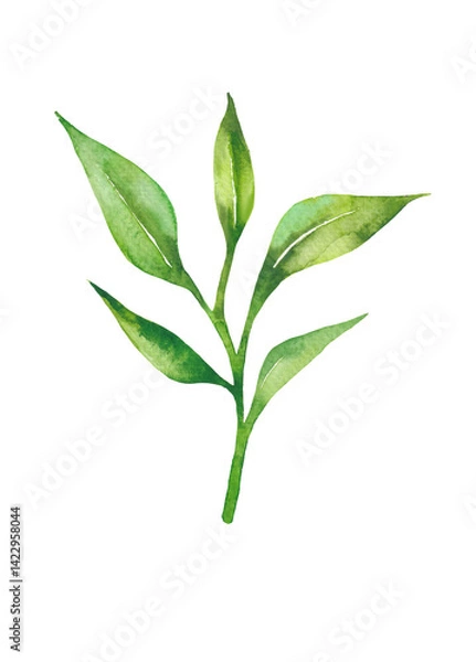 Obraz Tea leaves watercolor as design element. Green tea branch in hand drawn watercolor style. Tea background for paper, textile and wrapping