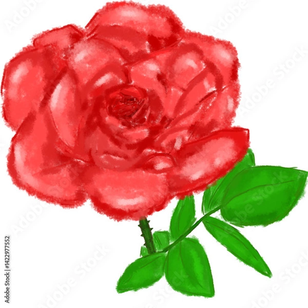 Obraz red rose isolated on white background