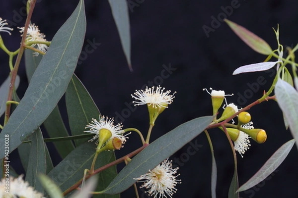 Obraz eucalyptus tree flower and leaves