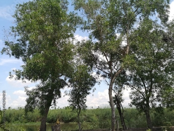 Obraz trees in the park