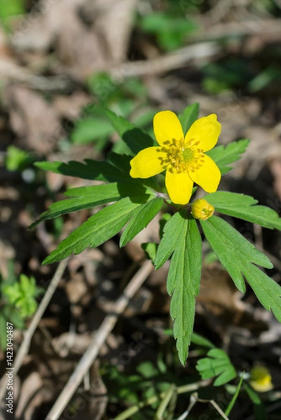 Fototapeta In April, you can find flowering buttercup anemone (L. Anemonoides ranunculoides) in oak forest.