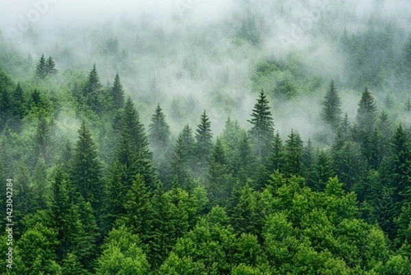 Fototapeta Green Forest in Foggy Weather