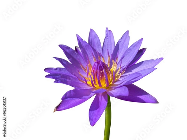 Obraz beautiful purple water lily with vibrant yellow stamens, showcasing its delicate petals against transparency background, evoking sense of tranquility and elegance