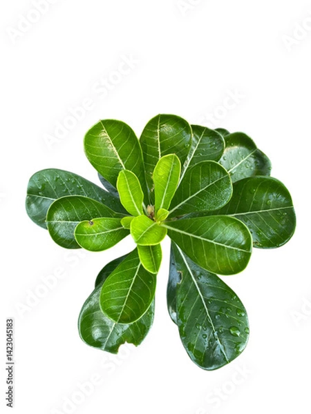 Obraz vibrant green plant with glossy leaves, showcasing lush and healthy appearance. leaves are broad and have rich texture, reflecting light beautifully. This plant adds touch of nature and freshness