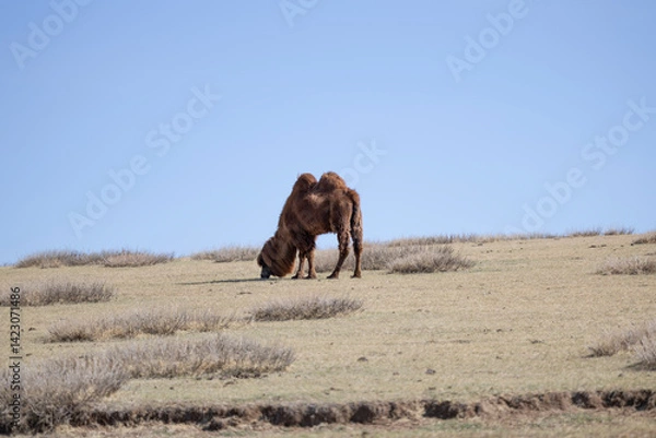 Fototapeta Dromedar in the mongolian field