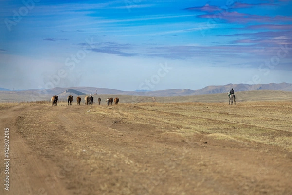 Fototapeta mongolian horses in the wide field