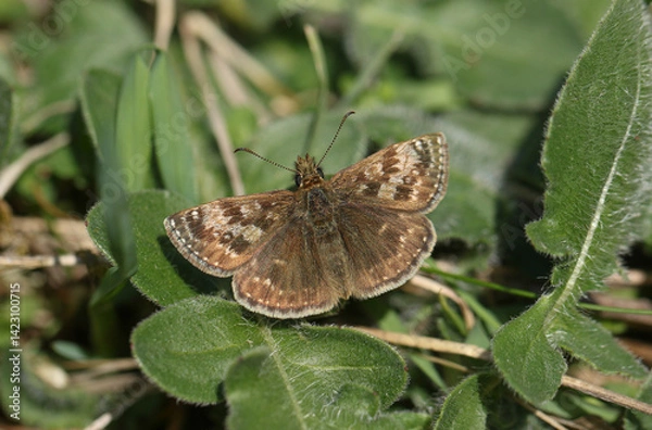 Fototapeta A pretty Dingy Skipper Butterfly, Erynnis tages, resting on a plant.