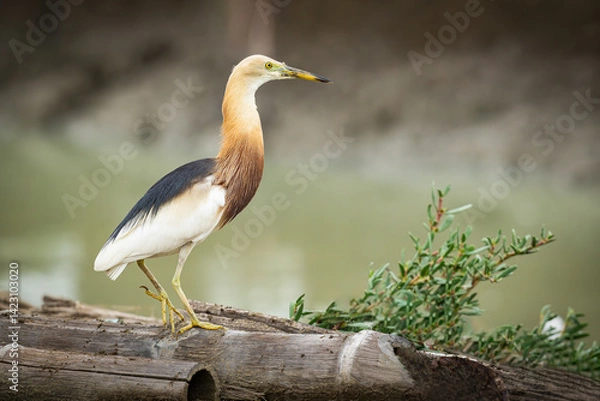 Fototapeta A beautiful Javan pond heron standing alert on a wooden log by the water, with soft natural light highlighting its elegant feathers and sharp gaze.