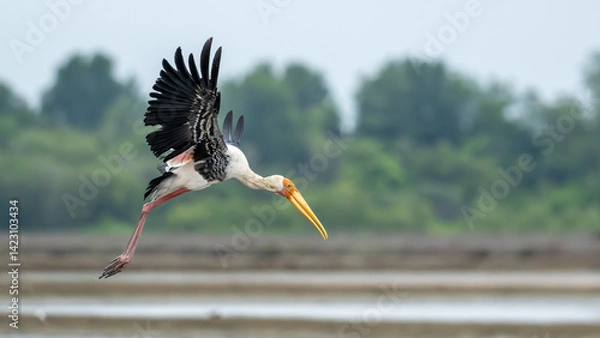 Fototapeta A large Painted Stork with a long yellow beak captured mid-flight over a salt pond, wings spread wide and background blurred with trees and water.
