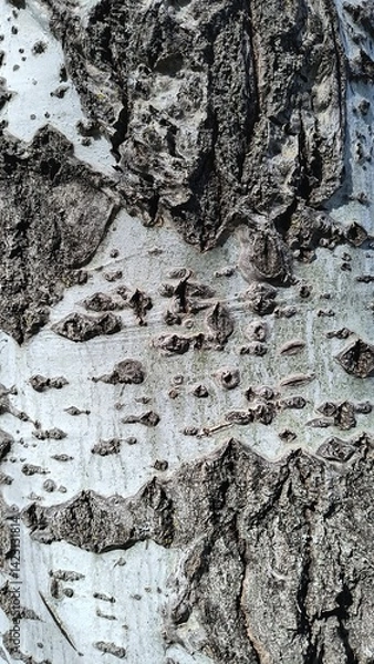 Obraz Close-up view of textured tree bark showcasing intricate patterns and details in nature