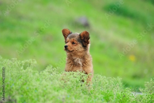 Obraz puppy in the grass