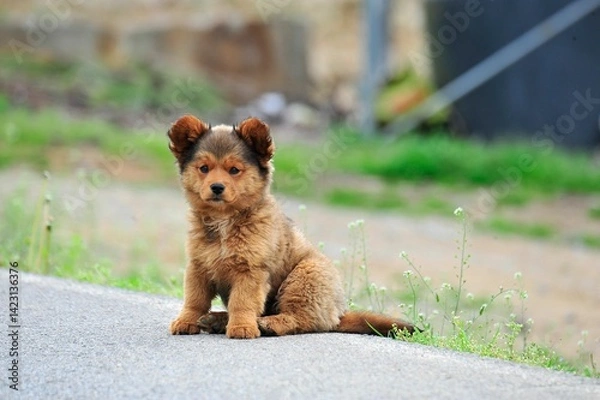 Obraz puppy in the grass