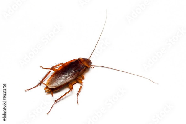 Fototapeta cockroach on white background